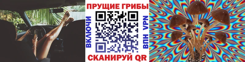 Купить где  Коммунар  Галлюциногенные грибы Psilocybe 